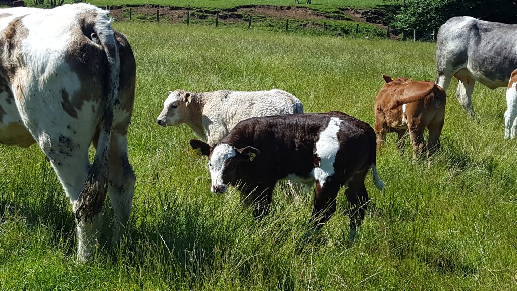 Hopes Auctioneers Wigton