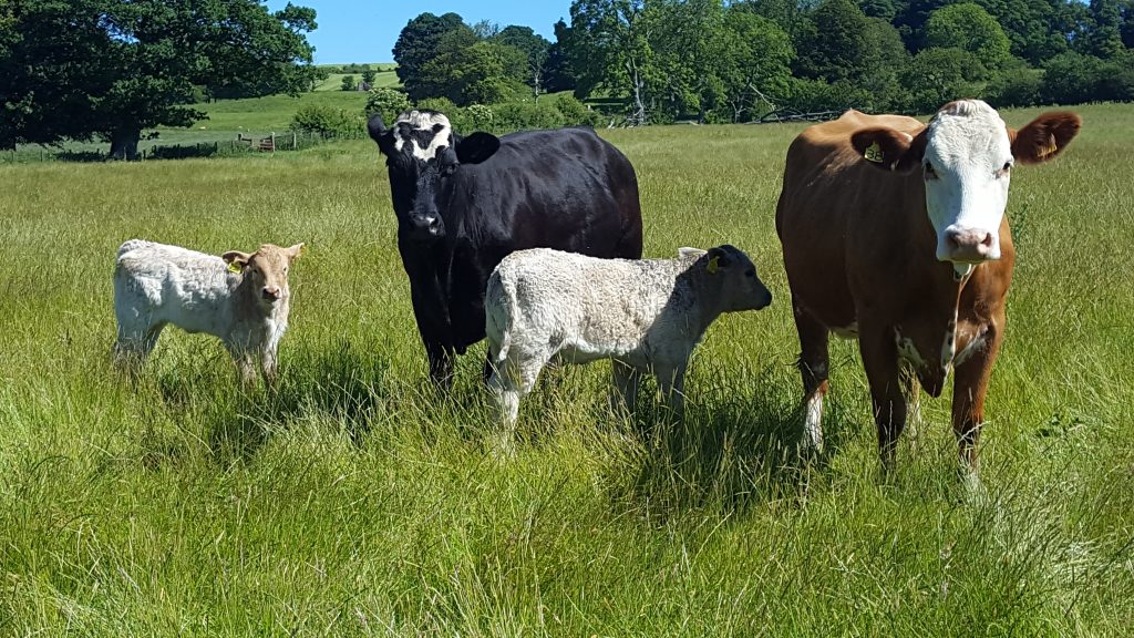 Hopes Auctioneers Wigton