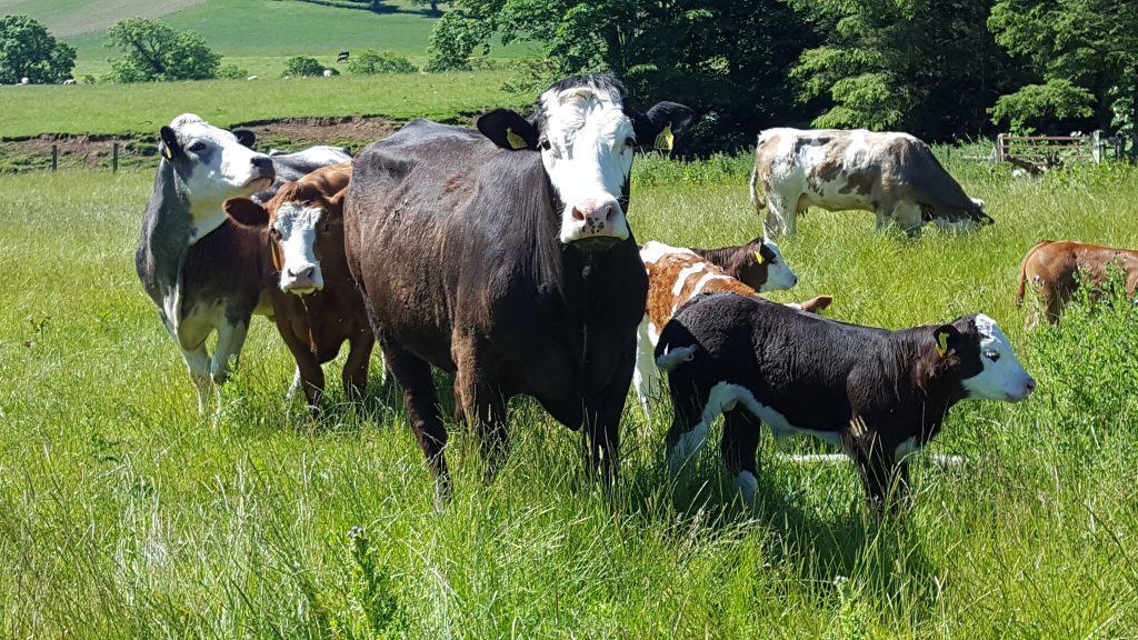 Hopes Auctioneers Wigton