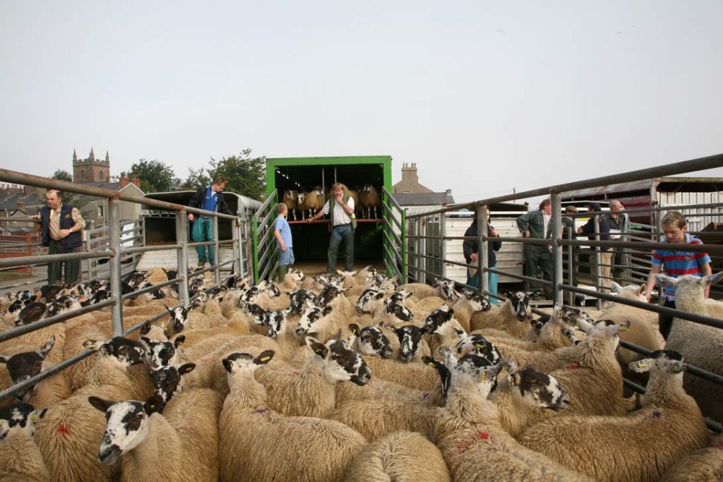 Hopes Auctions, Livestock, Sheep, Wigton