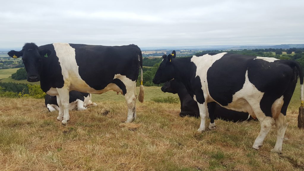 **SHOW & SALE ** Sale of Calves, Stirks and Dairy Cattle & A Dairy Herd Dispersal Hopes **SHOW & SALE ** Sale of Calves, Stirks and Dairy Cattle & A Dairy Herd Dispersal Hopes
