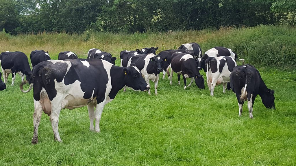 Hopes Auctioneers Wigton