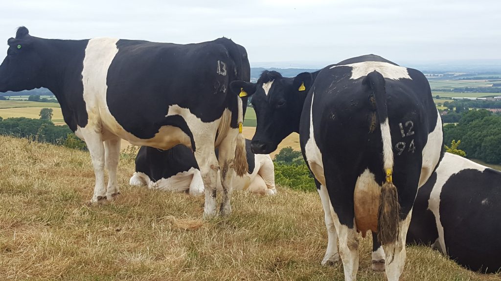 Hopes Auctioneers Wigton