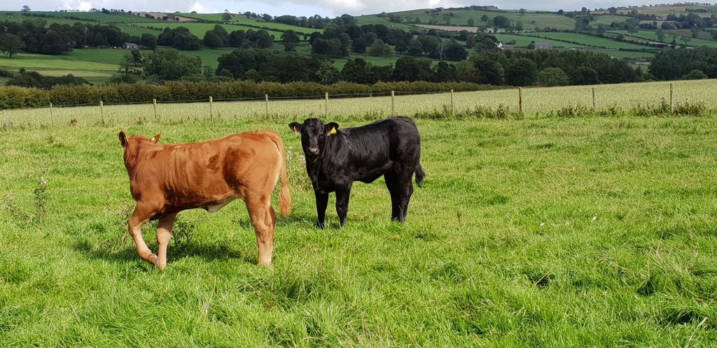 Hopes Auctioneers Wigton