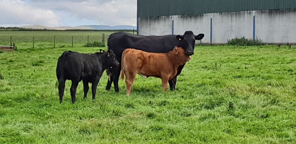 Hopes Auctioneers Wigton