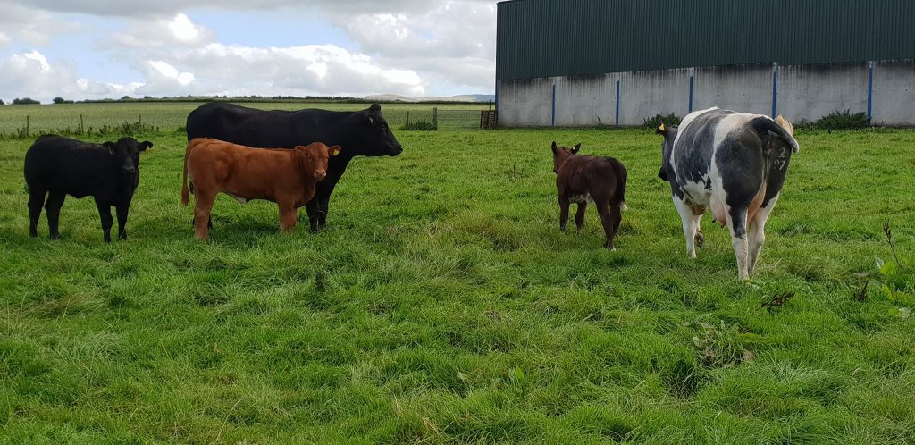 Hopes Auctioneers Wigton