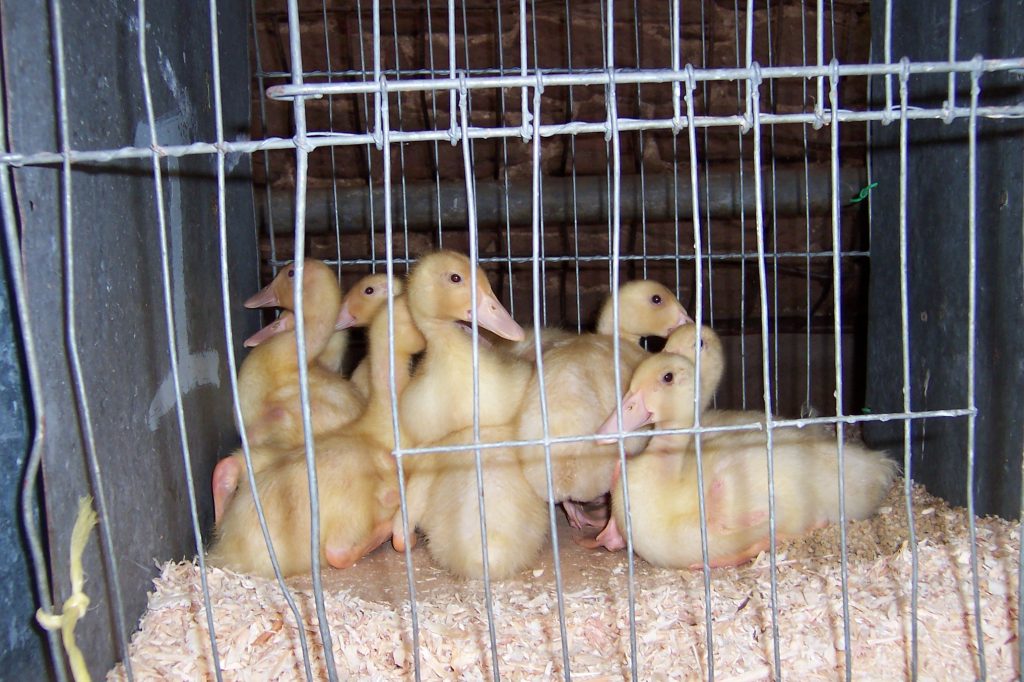 Hopes Auctioneers Wigton