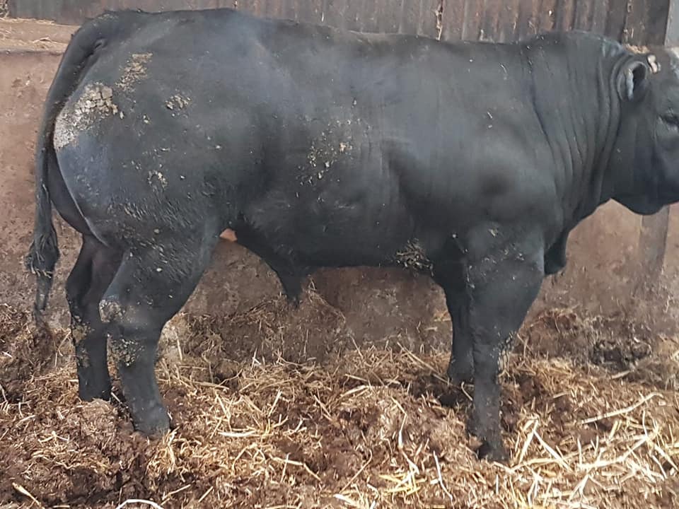 Hopes Auctioneers Wigton