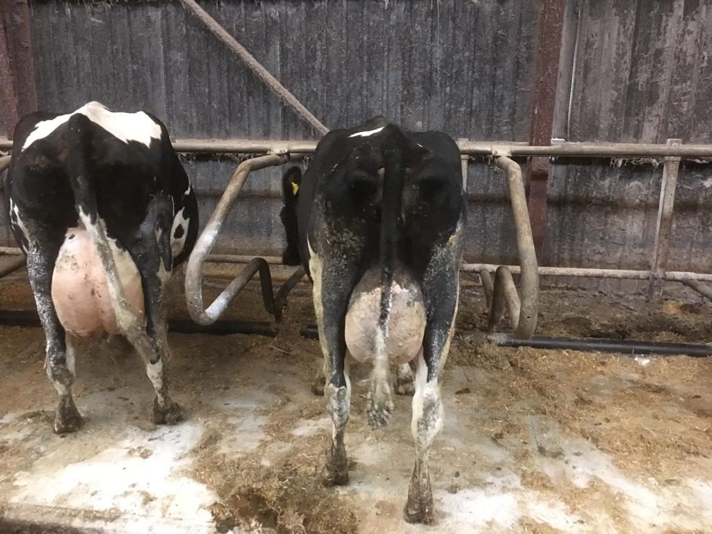 Hopes Auctioneers Wigton