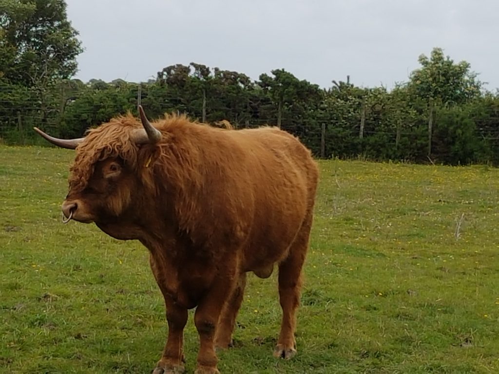 Hopes Auctioneers Wigton