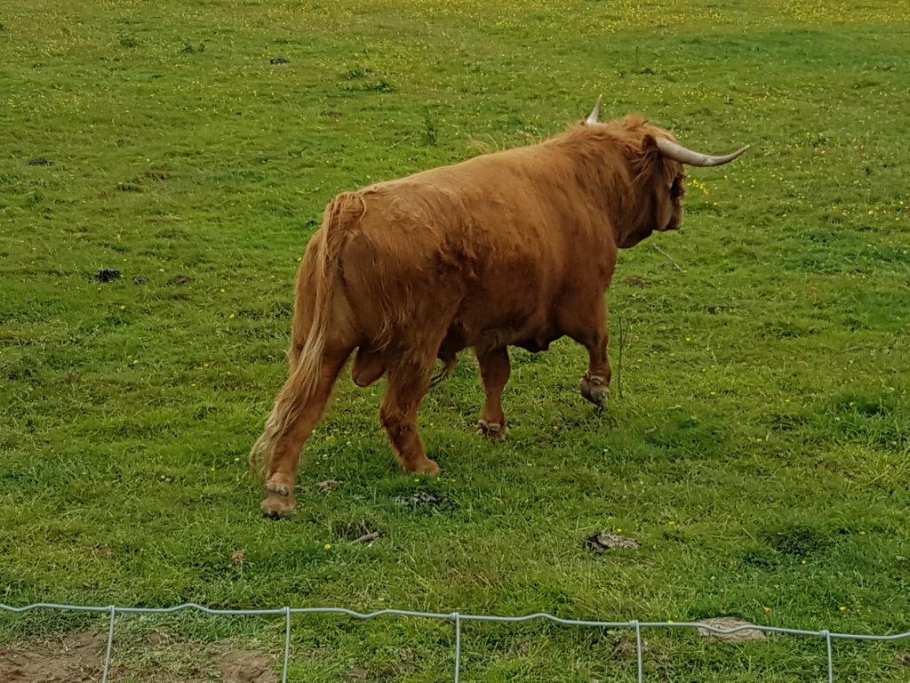 Hopes Auctioneers Wigton