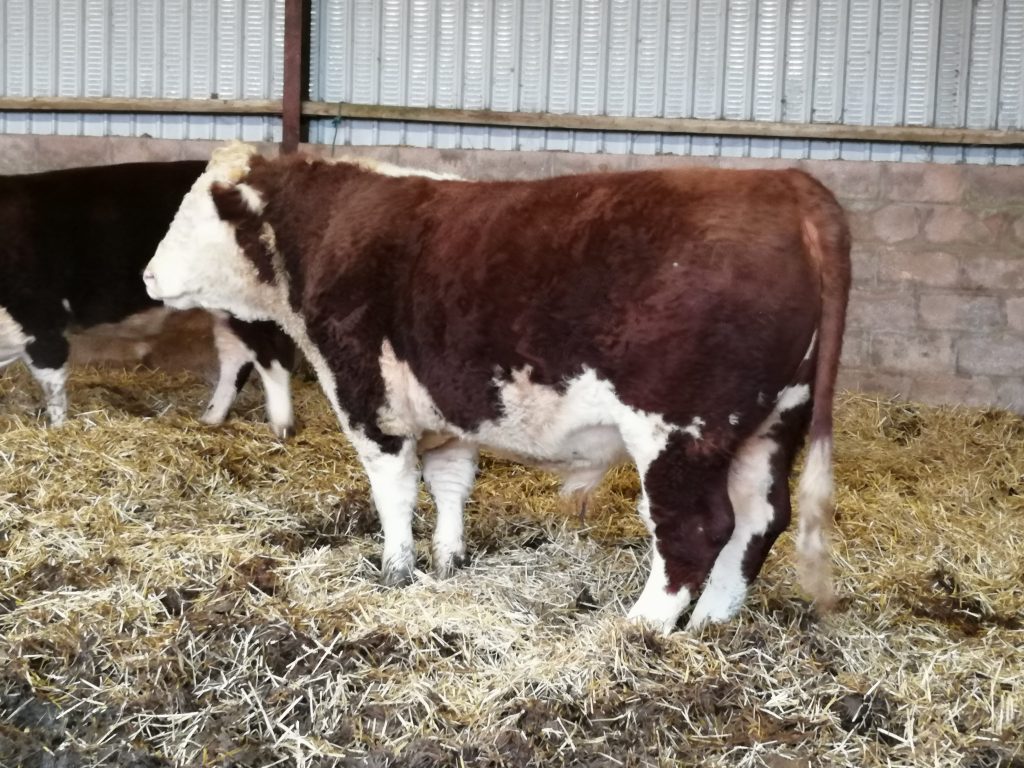 Hopes Auctioneers Wigton