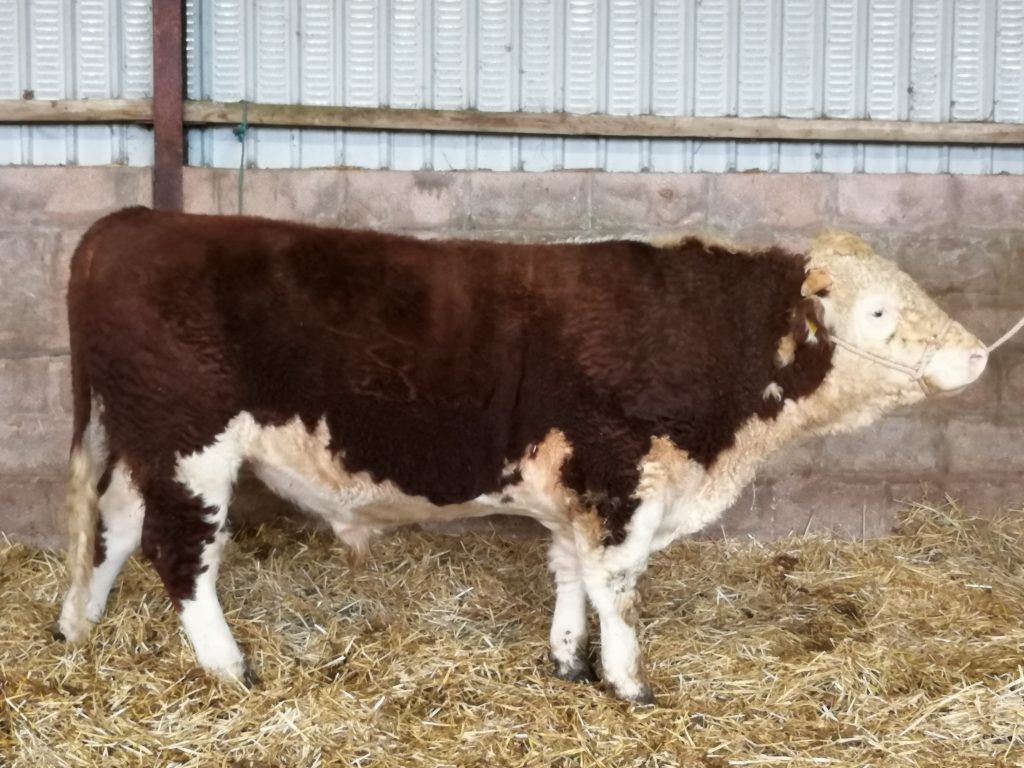 Hopes Auctioneers Wigton