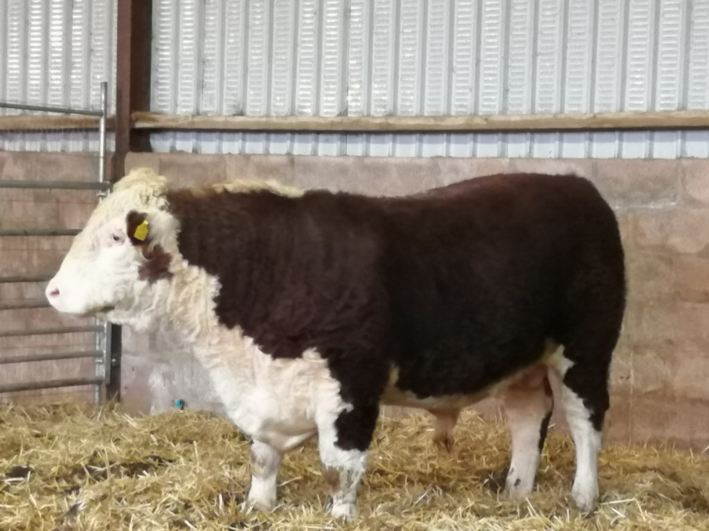 Hopes Auctioneers Wigton