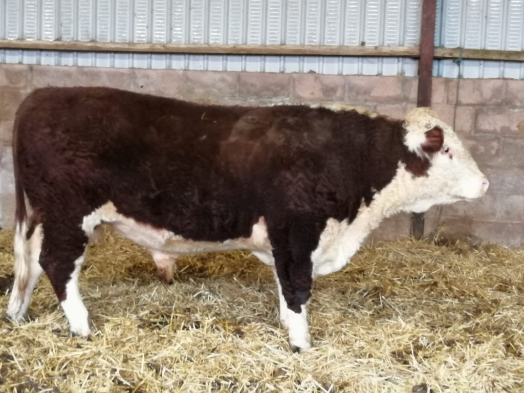 Hopes Auctioneers Wigton