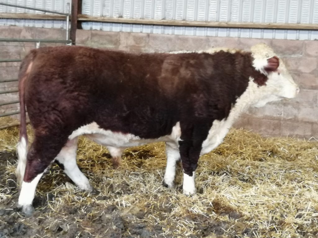 Hopes Auctioneers Wigton