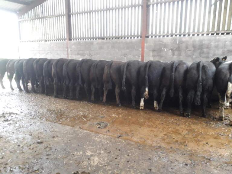 Hopes Auctioneers Wigton