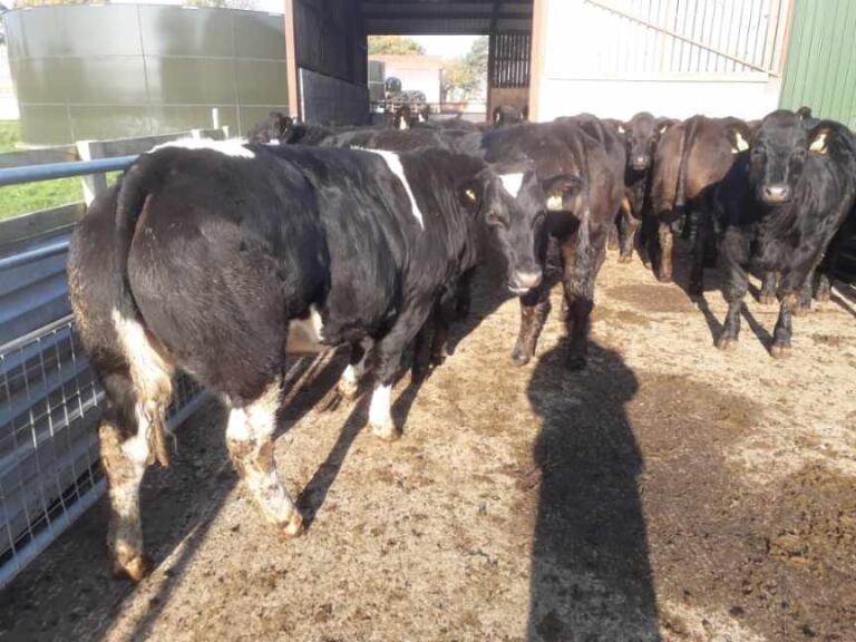 Hopes Auctioneers Wigton