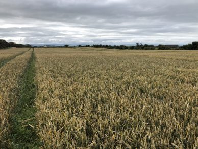 LAND AT BLITTERLEES, SILLOTH, CUMBRIA