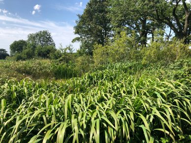 LAND NEAR CUDDY LONNING, WIGTON, CUMBRIA – OFFERS TO BE RECEIVED BY 12 NOON ON WEDNESDAY 17TH FEBRUARY, 2021