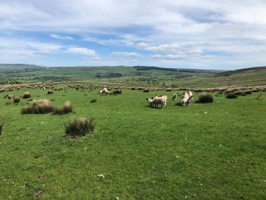 LAND AT ROOKBY SCARTH, WINTON, KIRKBY STEPHEN, CA17 4HU