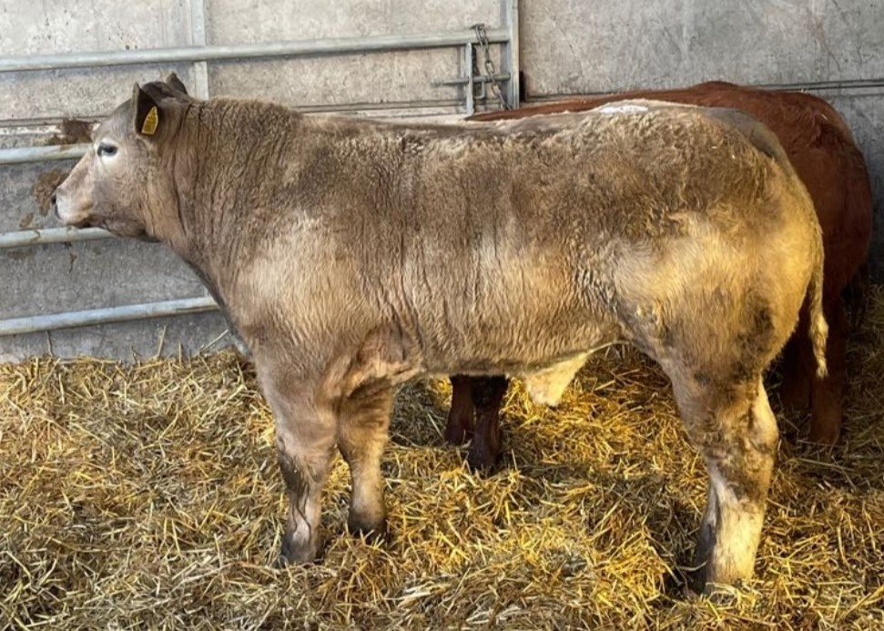 Hopes Auctioneers Wigton