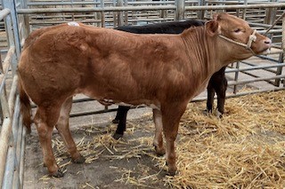 Hopes Auctioneers Wigton