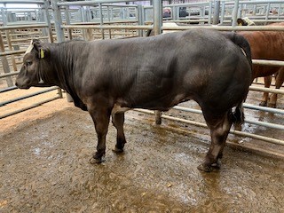 Hopes Auctioneers Wigton