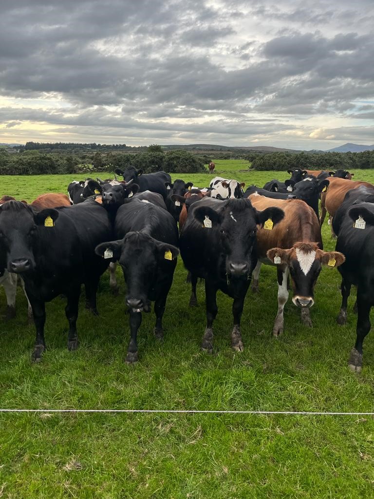 Hopes Auctioneers Wigton